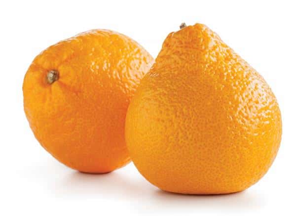 satsuma Satsuma, Brown Select - Brite Leaf Citrus Nursery