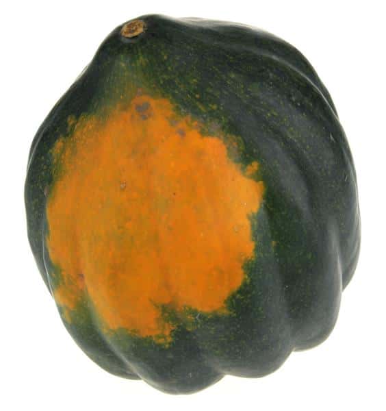 Acorn Squash | Hy-Vee Aisles Online Grocery Shopping